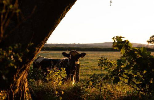 Cwtch Ffynnone Luxury Shepherds Hut - Foto 37