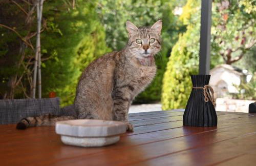 Mouses Apartments-Kardamyli - Foto 53