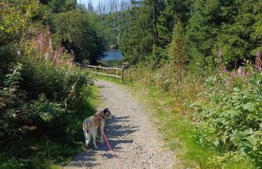 Waldgeflüster - Photo 15