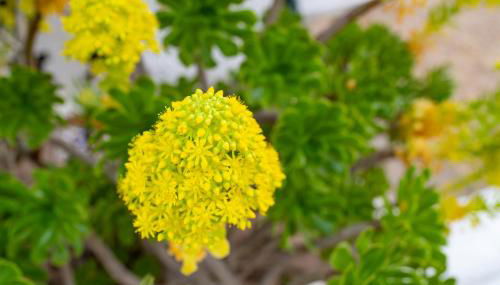 Los Genoveses 6 - Foto 4