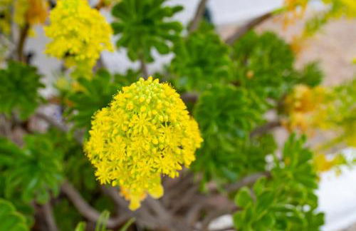 Los Genoveses 6 - Foto 4