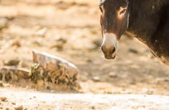 Muleta de Ca S'Hereu Agroturismo - Foto 125