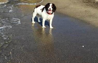 Appartamento - IRIS - Vallecrosia - Photo 45