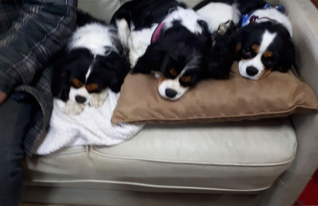 Wells Gray Golf resort and RV park - Foto 30