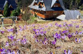 Domek Kojsówka - Foto 1