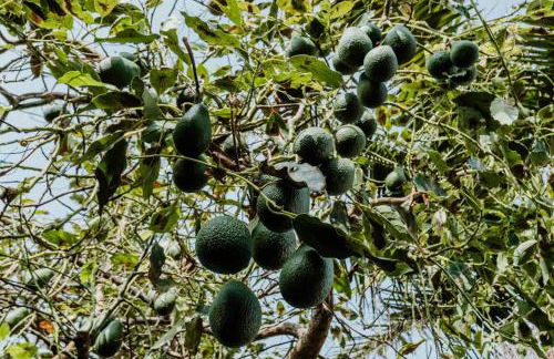 City View Gardens - Foto 24