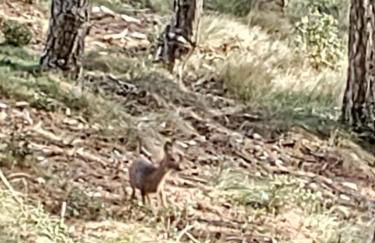 Cal Vientos - Foto 51