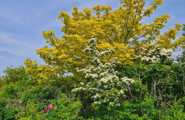 Borkum Ideal 71 B Comfortable Holiday Residence - Foto 25