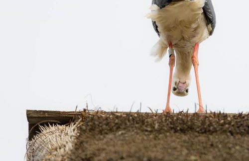 Le p'tit coin de chez nous - Foto 65