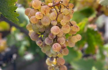 CASA rural DOLORES en Adeje - Foto 41