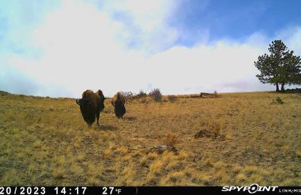 Buffalo Cabin - Foto 50