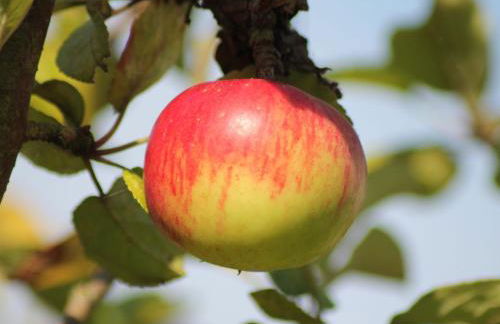 Einladende Ferienwohnung in Zweedorf mit Grill - Foto 65