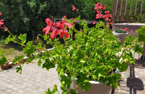 Apartment Vanda - Foto 18