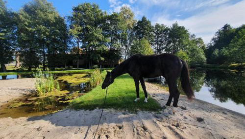 Agroturystyka BM Horse - Photo 2