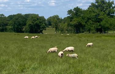 Les Rimpaudieres - Foto 9