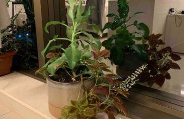 FLAT com piscina, vista para o Aquário e Feng Shui - Foto 14