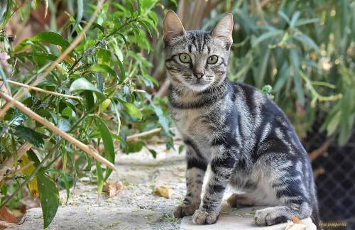 Roboboss Garden Rooms - Foto 28