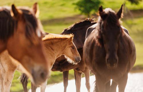 Apartamenty na Pastwisku - Foto 14