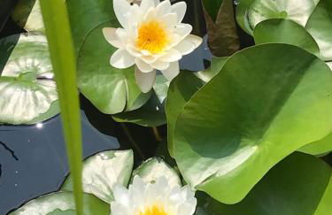 BioNestlein Wellness Apartments mit Biosauna und Wintergarten - Foto 24