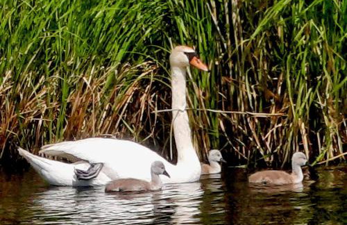 Mazurska Sarenka - Foto 37
