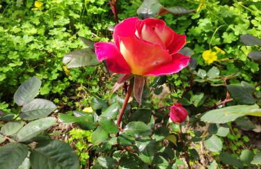 Green Farm-small paradise! - Foto 23