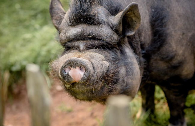 Nengshof - Haus Königskerze - Photo 22