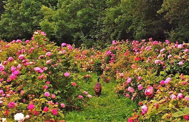 La Traversina - Agriturismo di Charme - Foto 40