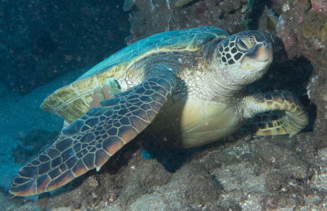 Immersione per principianti a Lahaina - Foto 7