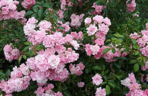 Ferienwohnung am Spreeradweg in Bautzen - Foto 18