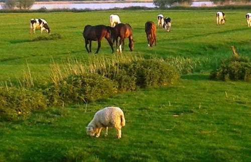 Best of Kollmar - Apartment mit Terrasse für 2 Personen absolut ruhig - Foto 8