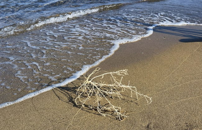 la corte degli ulivi - Foto 69