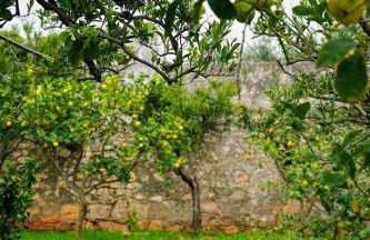 Masseria Pezze Galere Piscina privata - Foto 52