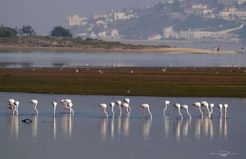 Quinta Atia - Luxury villa with private pool - Photo 32