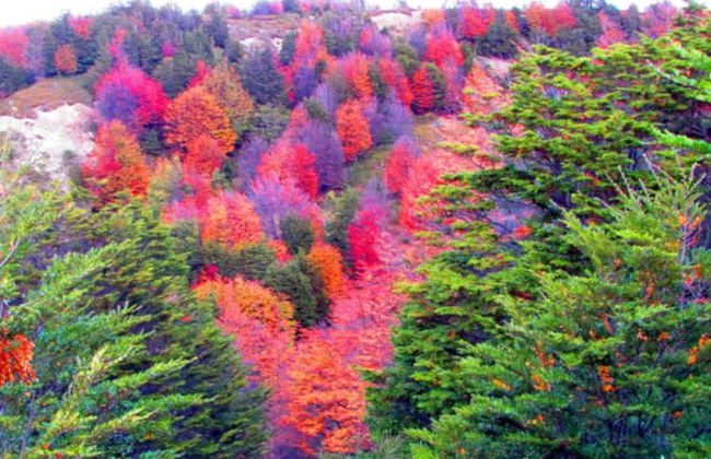 Tour por la Reserva Nacional Magallanes - Foto 4