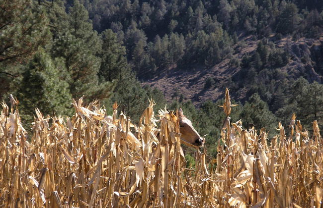 Basaseachic Tour - Photo 4