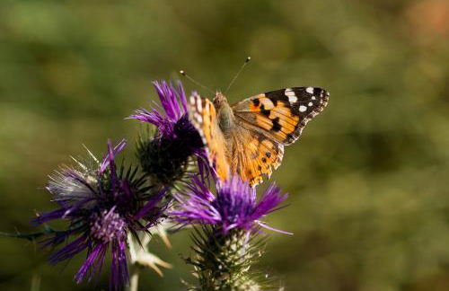 wecamp Reserva Alecrim - Foto 92