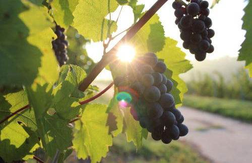 Les Terrasses de Flaugnac - Foto 52