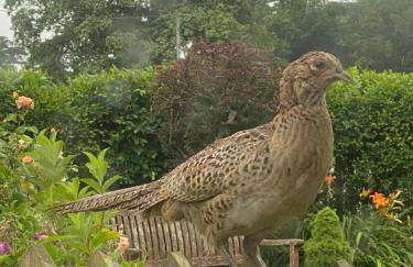 Badgers Rest Loddon - Foto 33