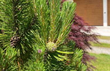 Villa Giulia - Argentera - Foto 49