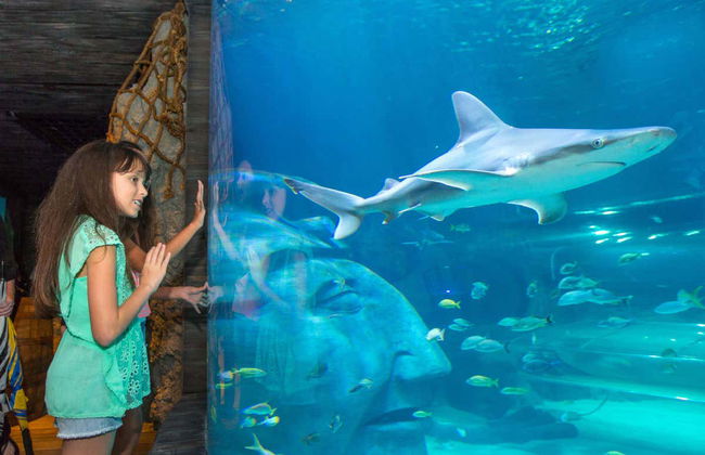 Billet pour SEA LIFE® Orlando - Photo 7