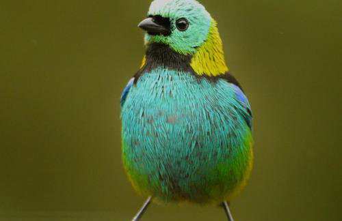 Vista Alegre Ecoaventuras, trilhas e cachoeiras - Foto 16