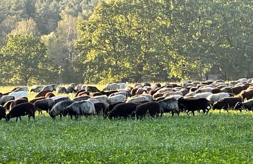 Ferienhaus unter Reet im Heidedorf Sankt Dionys bei Lüneburg - Foto 41