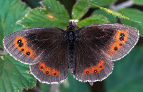 3 Bed in Carnforth oc-sz425 - Photo 22