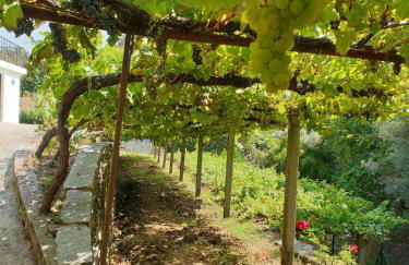 Quinta da Vinha Velha - Foto 33