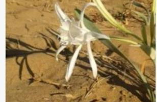 Sun and Sea 2 Elika Lakonias - Foto 30