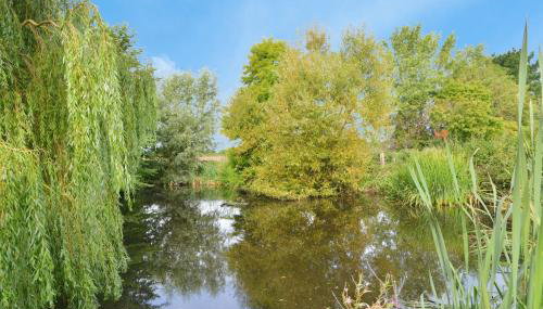 Willows - Foto 4