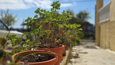 Dimitris House Petriti - Foto 2