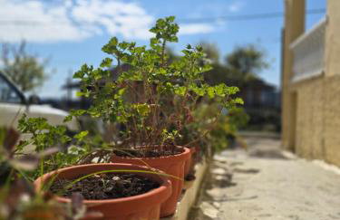 Dimitris House Petriti - Foto 2