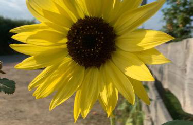 Pod Dziką Jabłonią - Foto 19