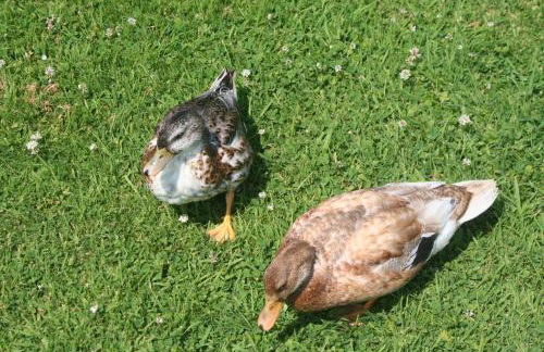 Swallow Cottage at Duffryn Mawr Cottages - Photo 11
